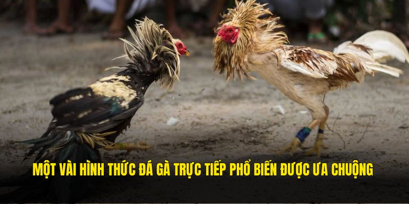 Các phương thức đá gà trực tiếp phổ biến Các phương thức đá gà trực tiếp phổ biến