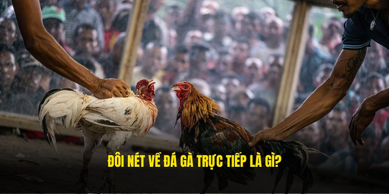 Đá gà trực tiếp là theo dõi các trận đấu gà trên livestream Đá gà trực tiếp là theo dõi các trận đấu gà trên livestream