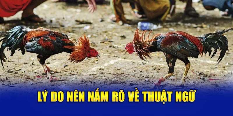 Các thuật ngữ đá gà thường dùng trong thi đấu Các thuật ngữ đá gà thường dùng trong thi đấu